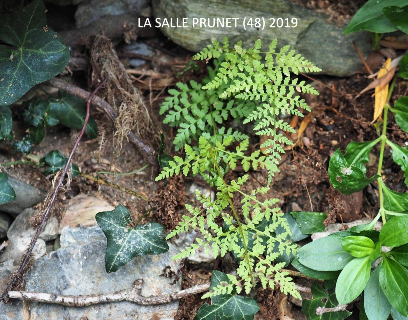 Fern, Brittle Bladder plant